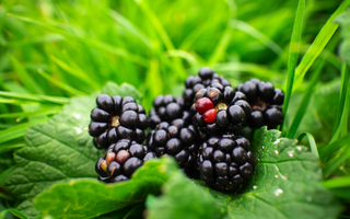 blackberry picking season
