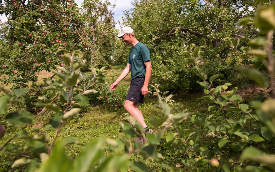 Cherry picking in Vermont at Champlain Orchards