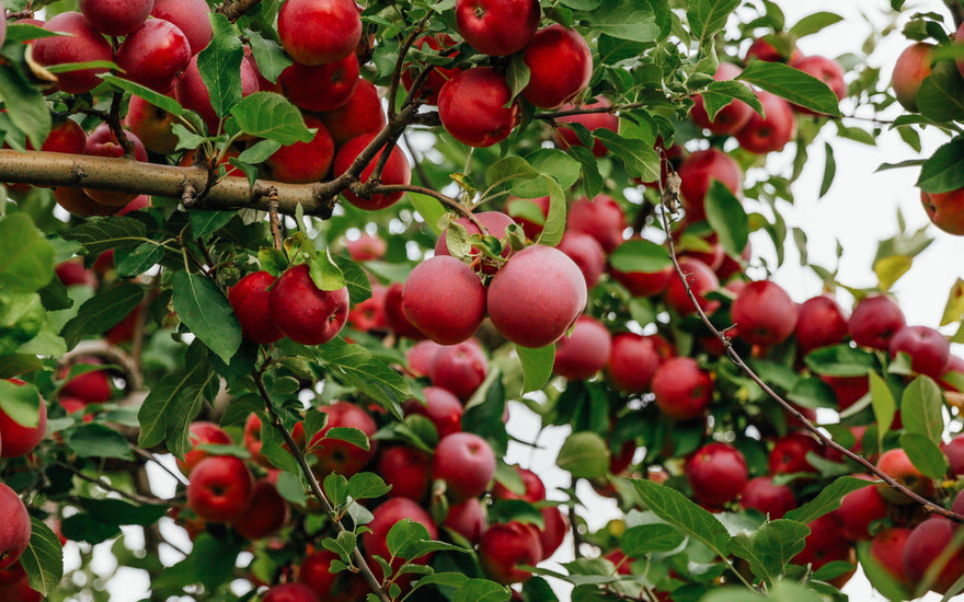 Don't Miss Out on this Year’s Apple Picking Season