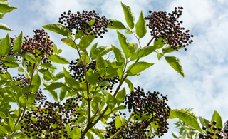 Clusters of ripe elderberries on green branches against a partly cloudy blue sky, capturing the essence of elderberry picking. The dark purple berries and lush leaves highlight a perfect day for harvesting elderberries in nature.