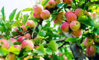 A close-up, upward view of a densely laden apple tree branch, showing numerous pink and red Gala apples ready for harvest against a bright sky