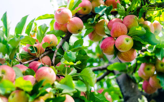 A close-up, upward view of a densely laden apple tree branch, showing numerous pink and red Gala apples ready for harvest against a bright sky
