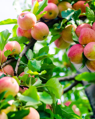 A close-up, upward view of a densely laden apple tree branch, showing numerous pink and red Gala apples ready for harvest against a bright sky