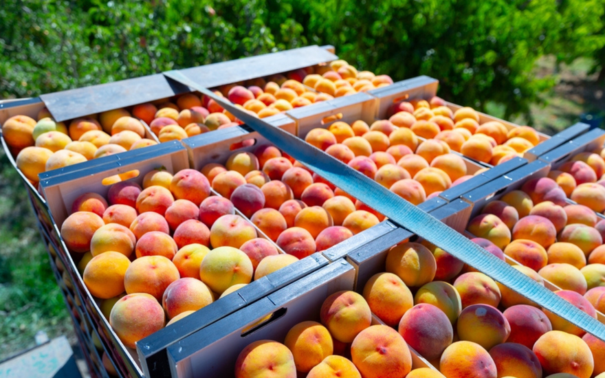 Crates filled with ripe peaches, stacked and secured with straps in an orchard setting.