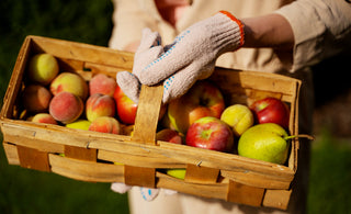 Pick Your Apples and Pears at Champlain Orchards
