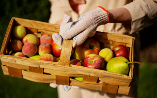 Pick Your Apples and Pears at Champlain Orchards