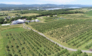 Strawberry picking in Champlain Orchards