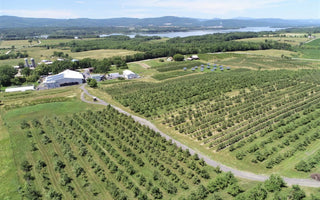 Strawberry picking in Champlain Orchards