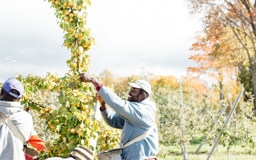 Workers harvesting apples from trees in an orchard, using baskets, with autumn foliage in the background, highlighting apple picking.
