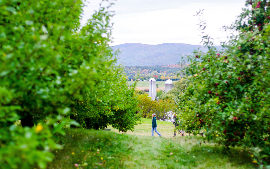 A couple currant picking in Champlain Orchards local farm in Vermont