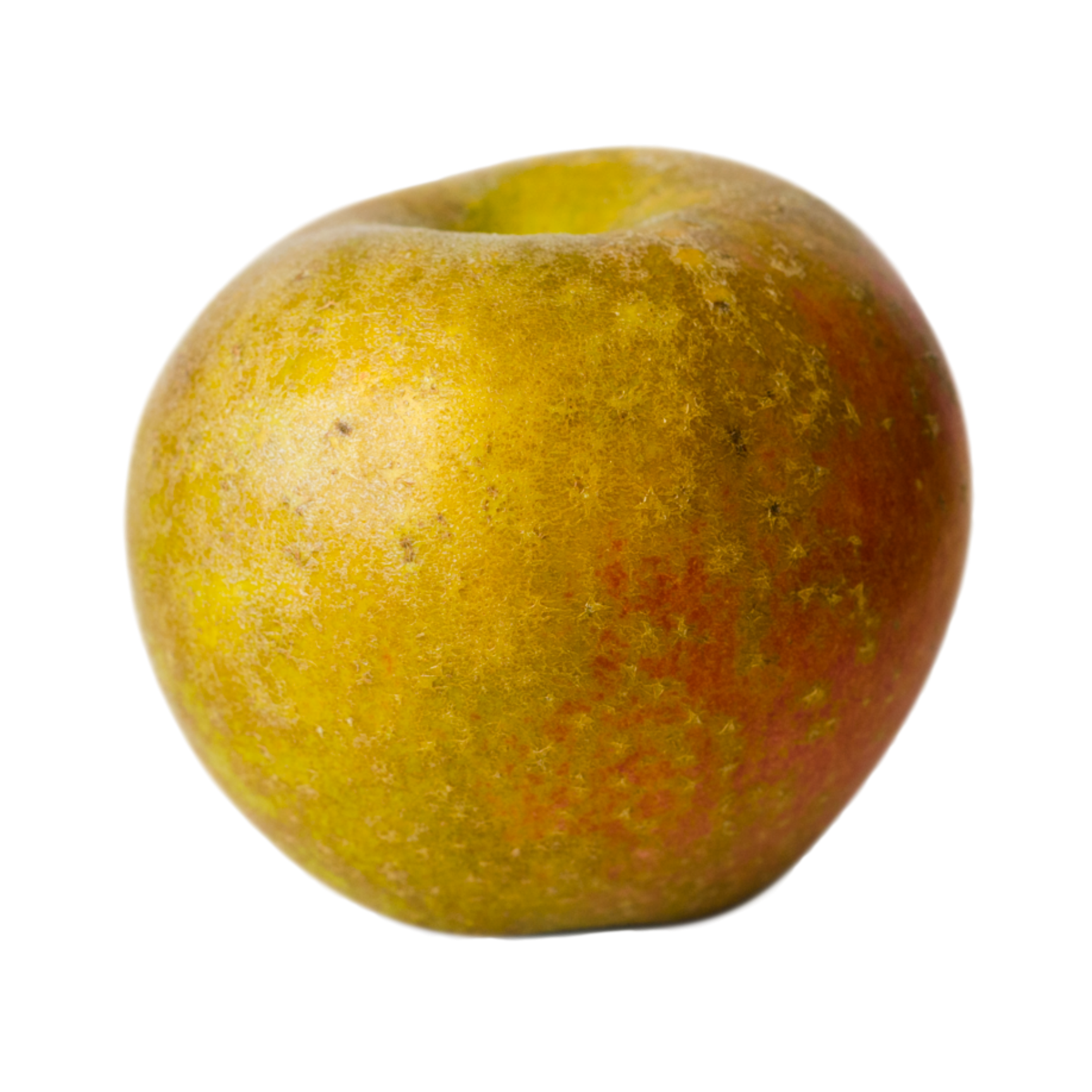 Ashmead's Kernel