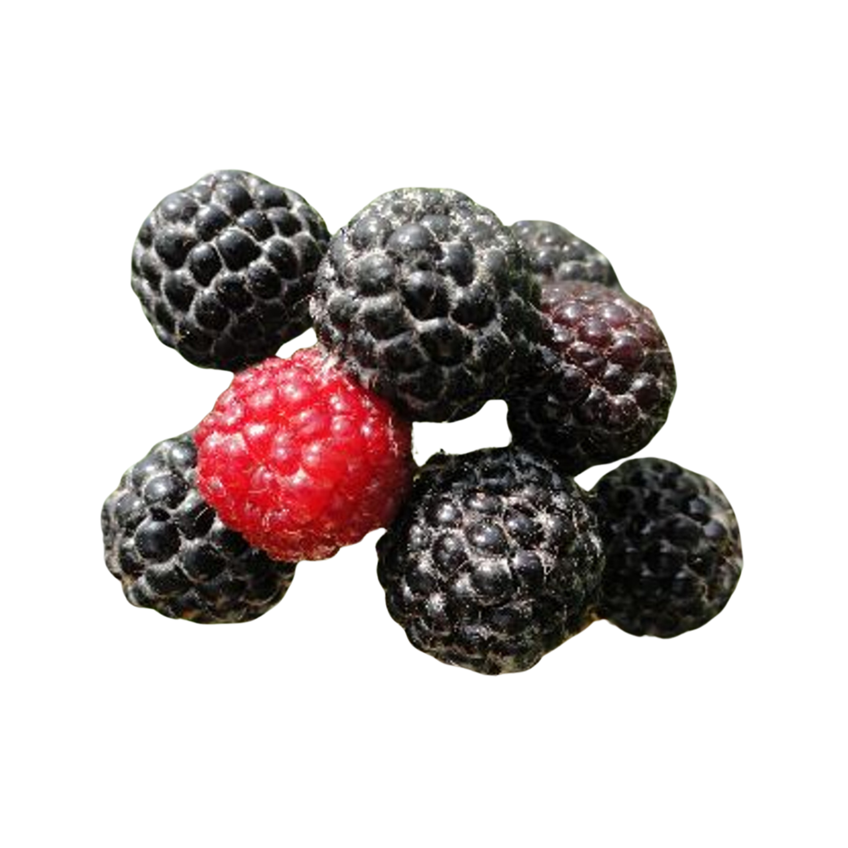 Bristol Black Raspberry