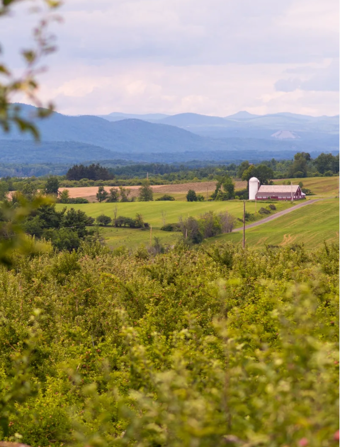 What Is Hard Cider A Quick Guide Champlain Orchards What is hard cider a quick guide champlain orchards