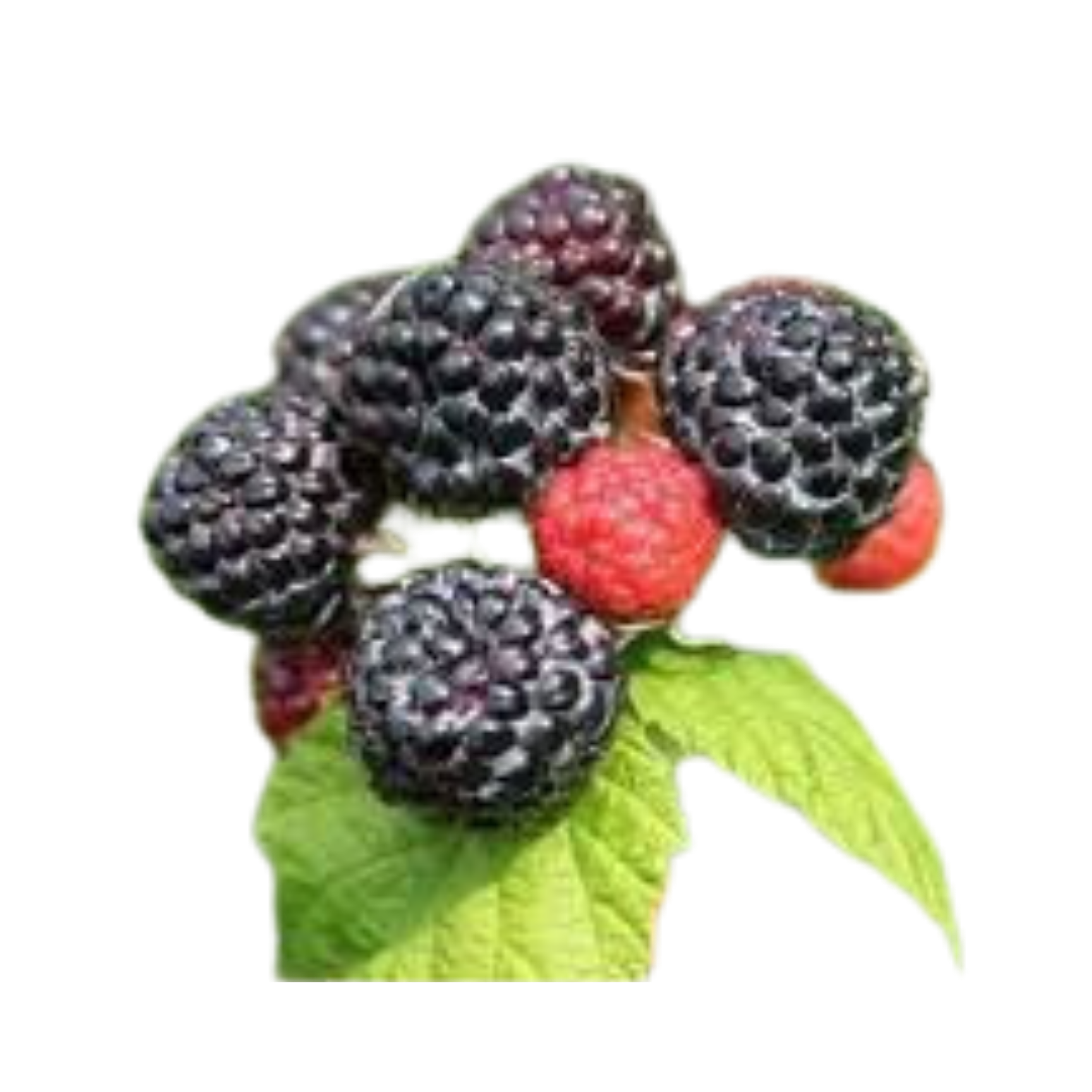 Jewel Black Raspberry