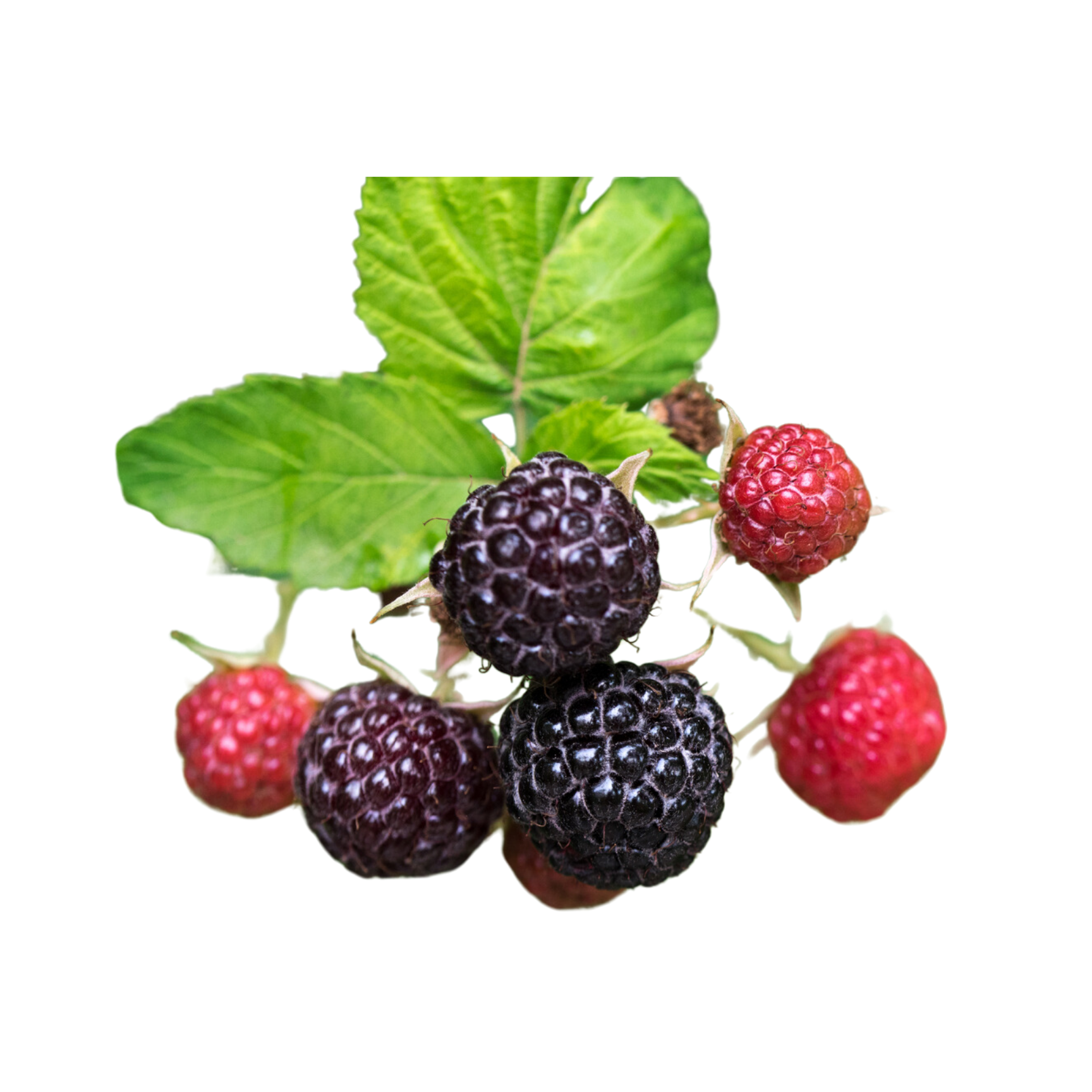 Niwot Black Raspberry