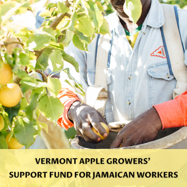 Donate to Aid Vermont's Orchard Workers Affected by Melissa