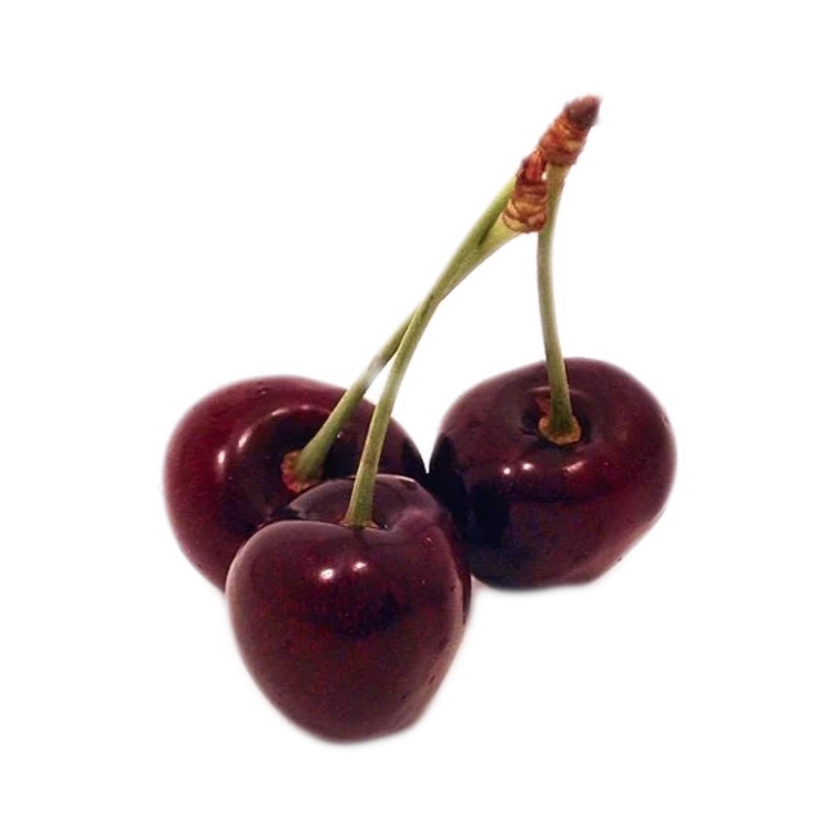 Balaton Tart Cherry