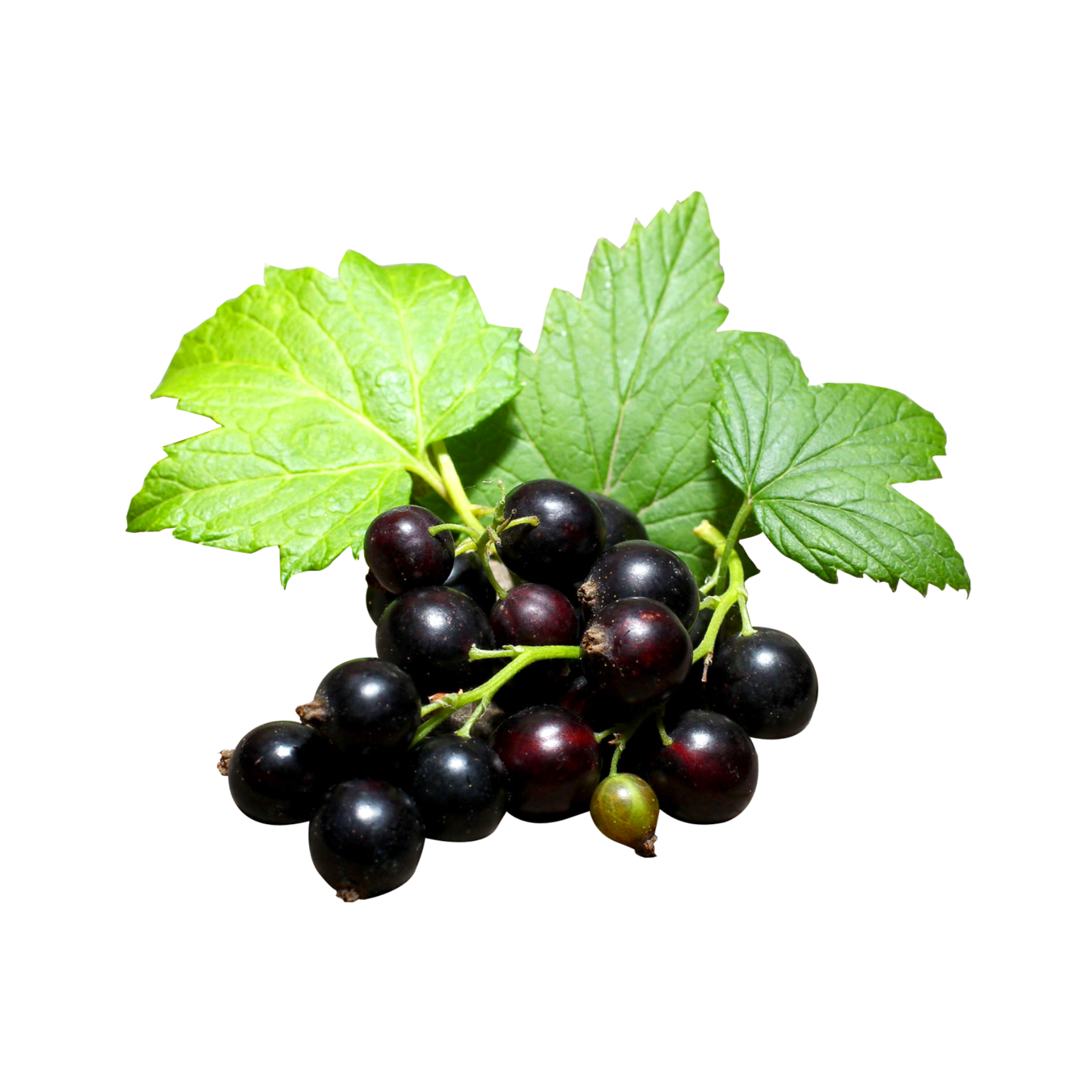 Black Consort Currant