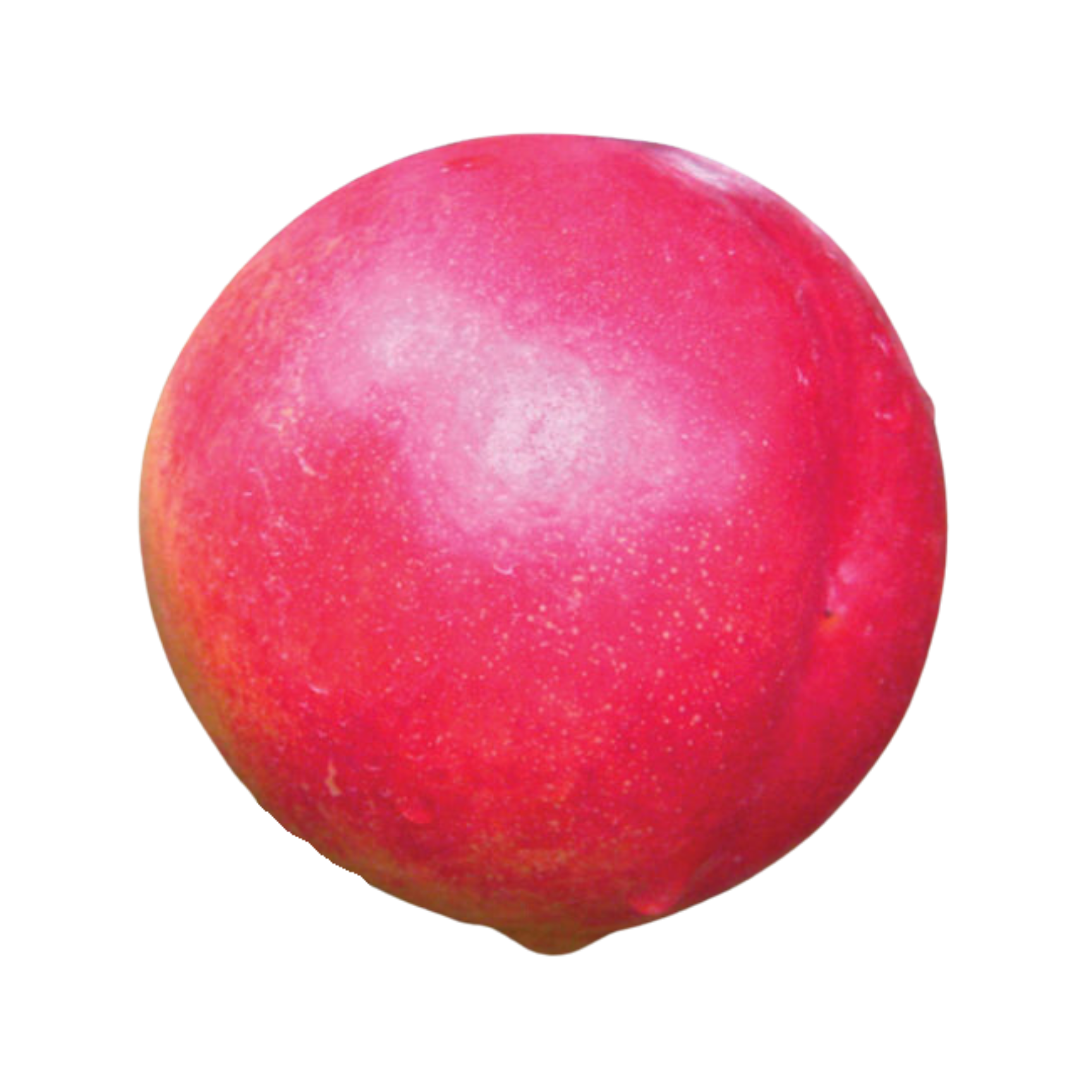 Brigantine Nectarine