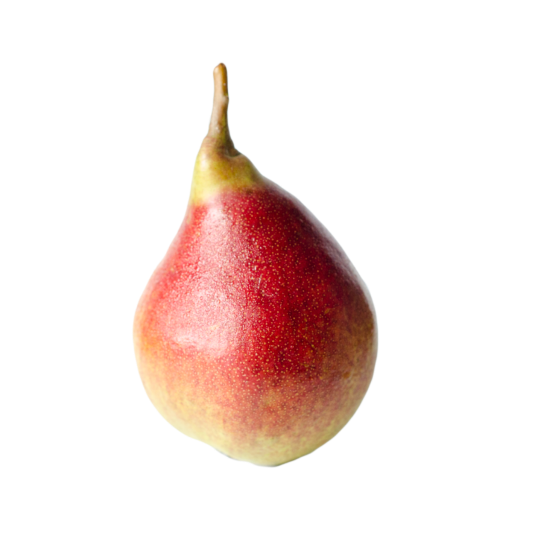 Clapp's Favorite European Pear