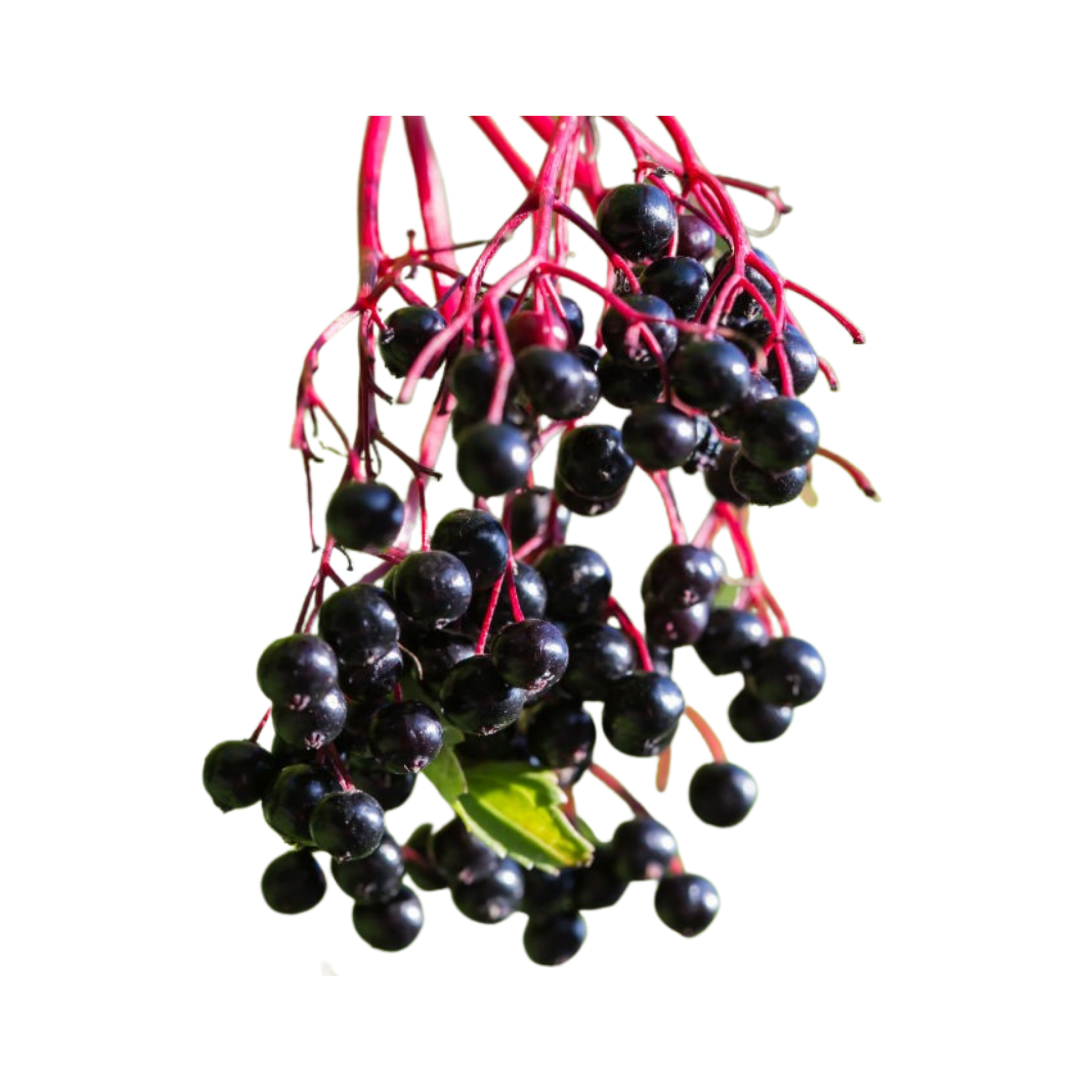 Coomer Elderberry