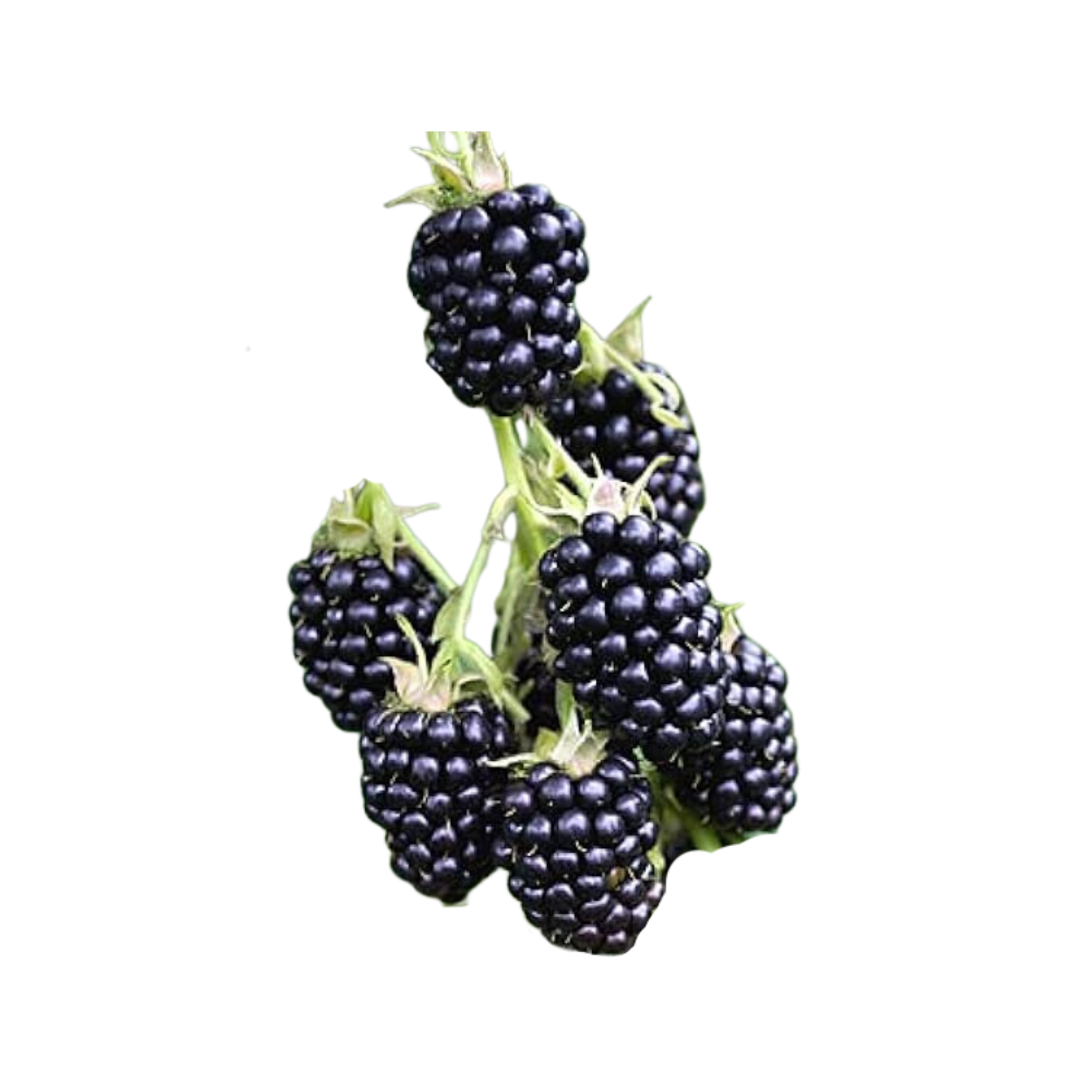 Doyle Blackberry