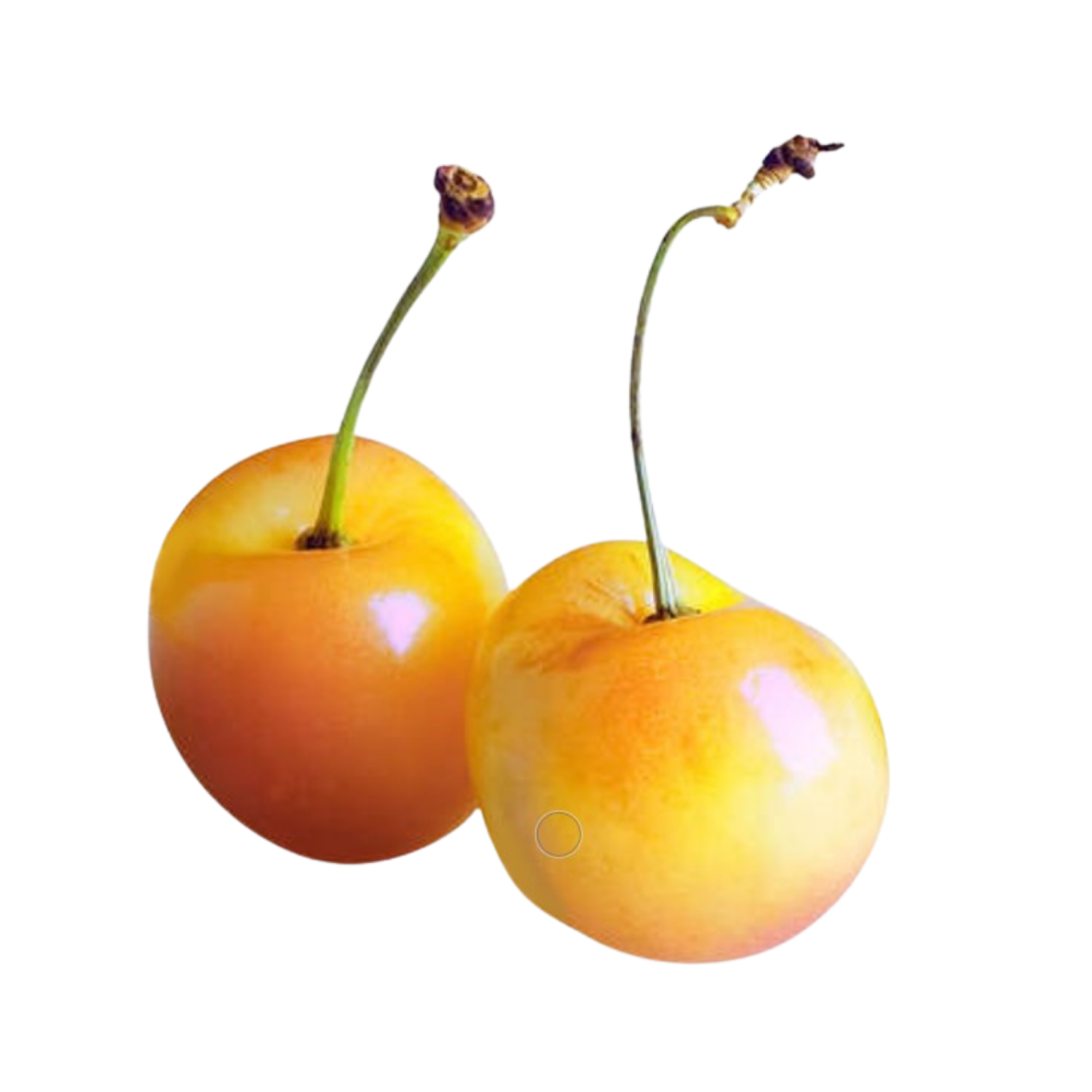 Emperor Francis Sweet Cherry