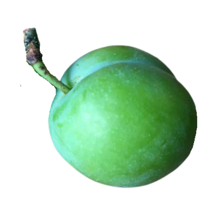 Green Gage Plum