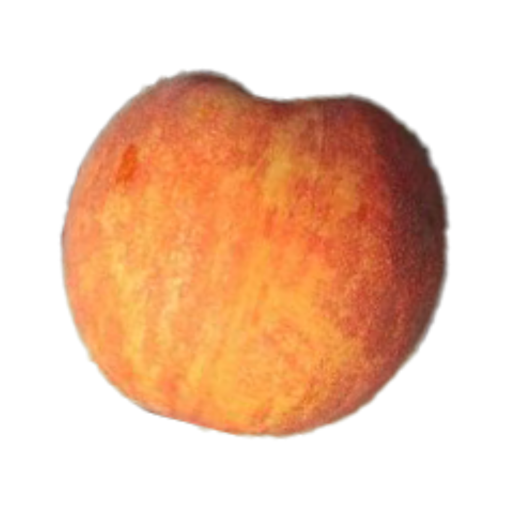 Harrow Beauty Peach