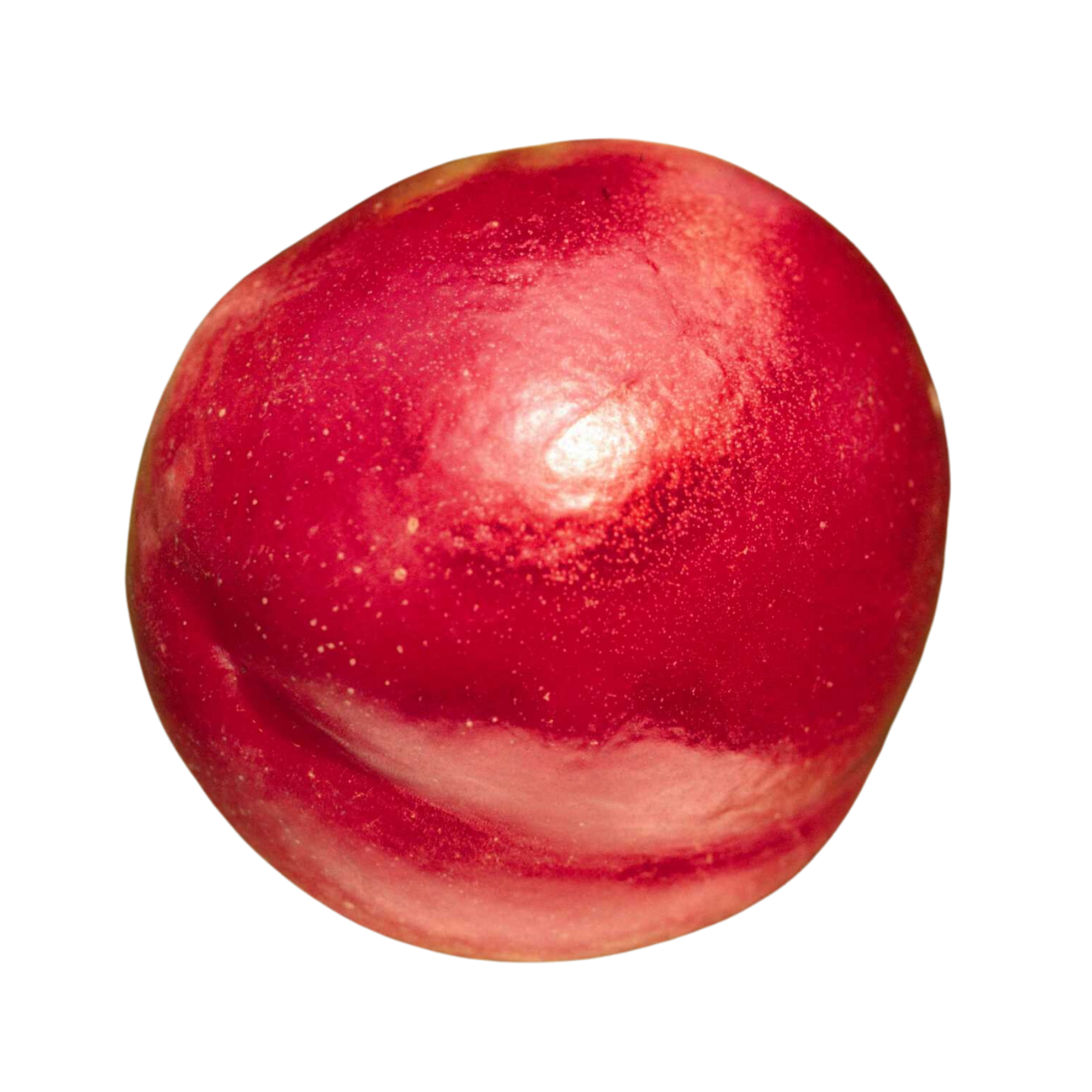 Jade Nectarine