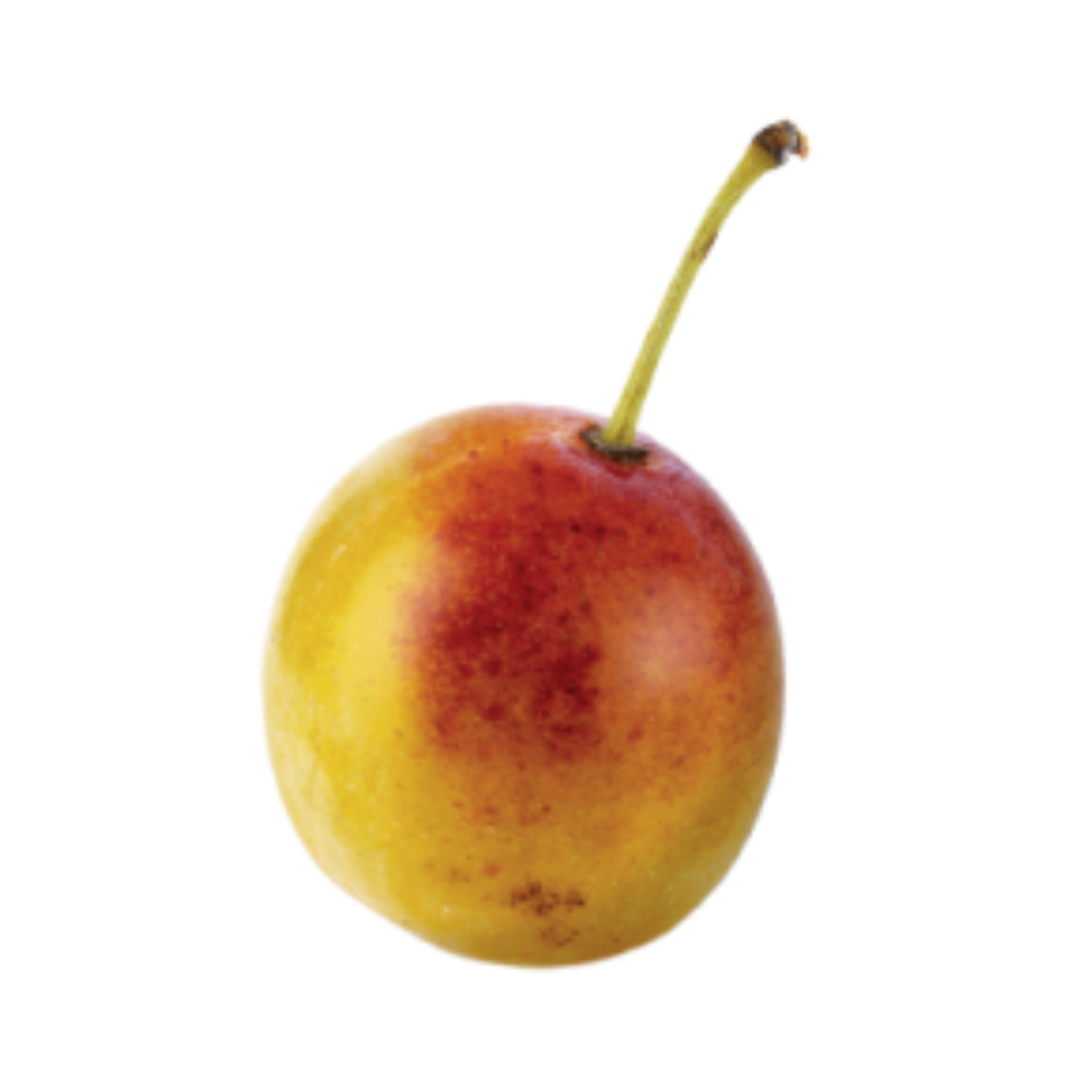 Mirabelle Plum