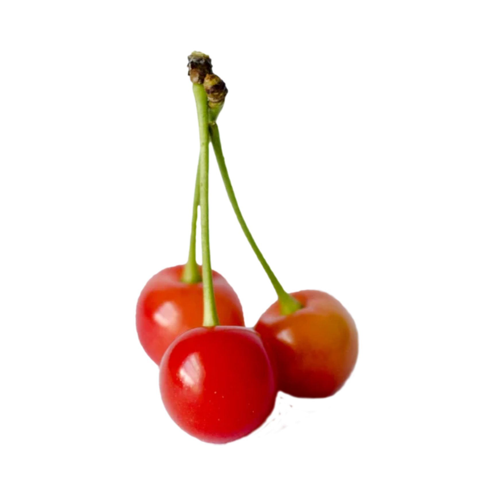 Montmorency Tart Cherry