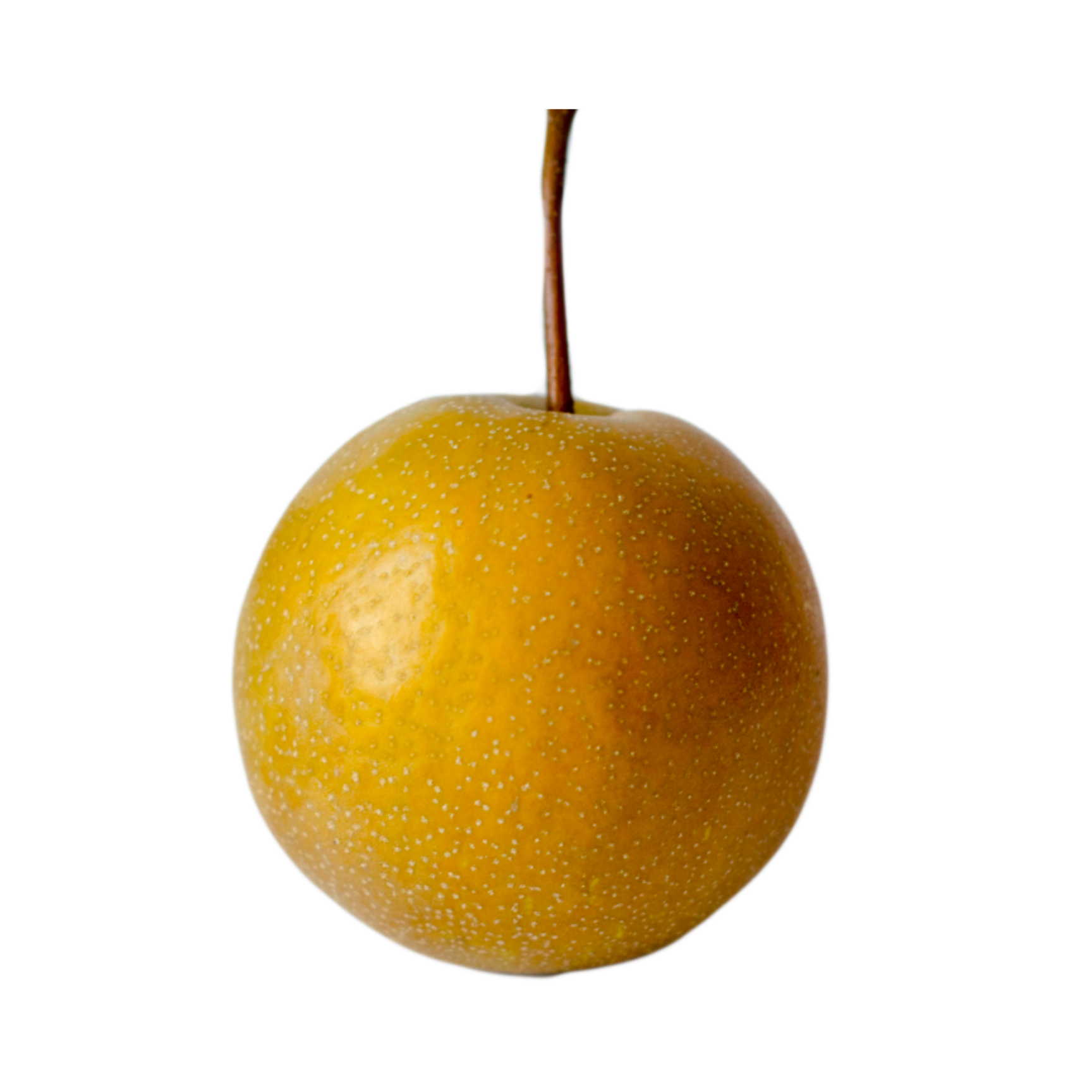 Olympic Asian Pear