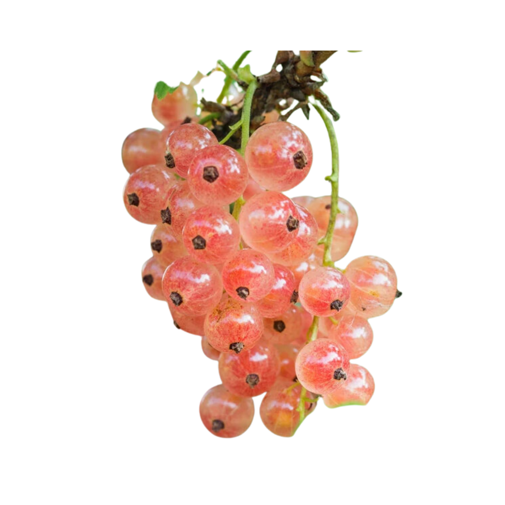 Pink Champagne Currant