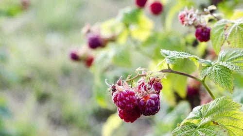 Old Season Raspberry Pick Your Own | Champlain Orchards
