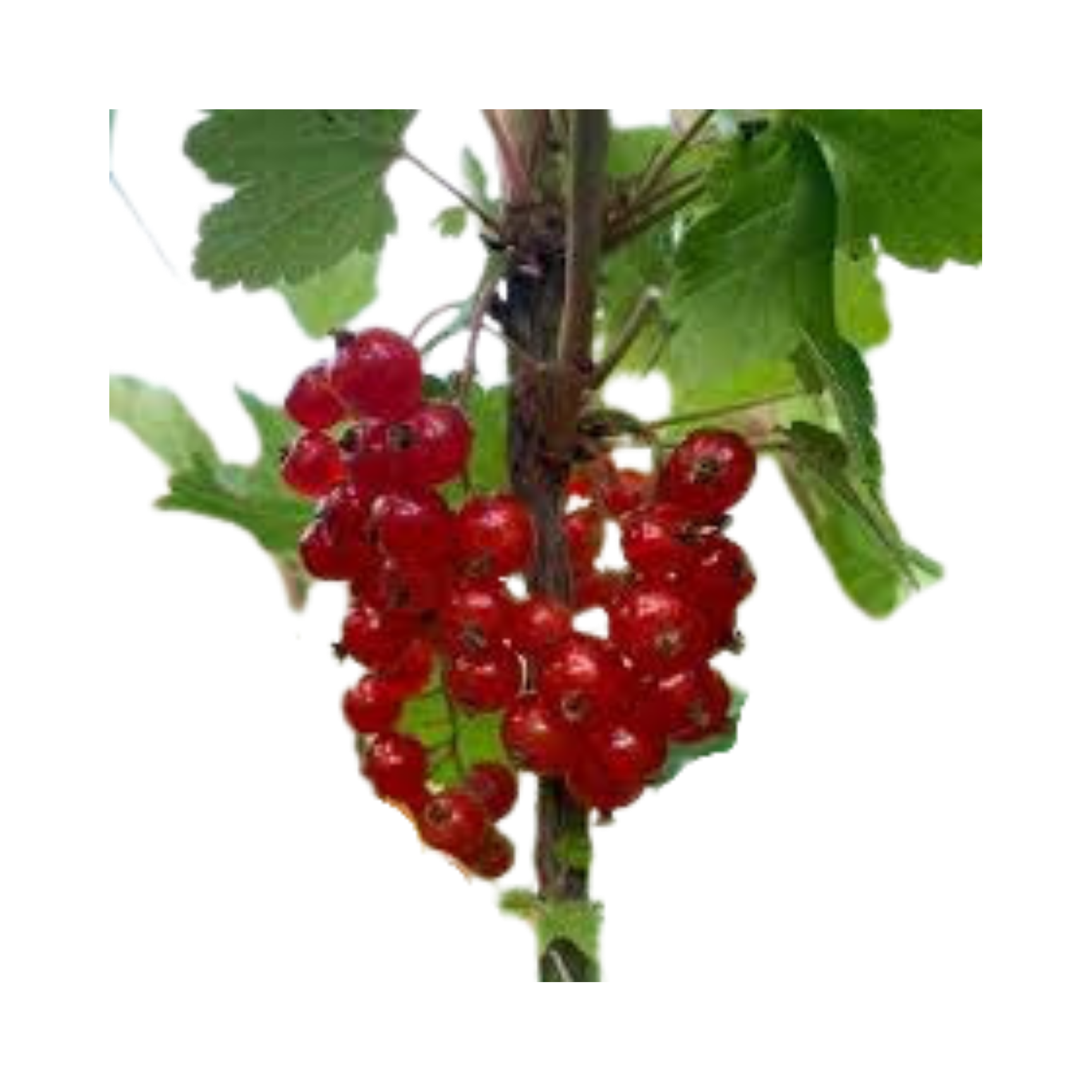 Rovada Red Currant