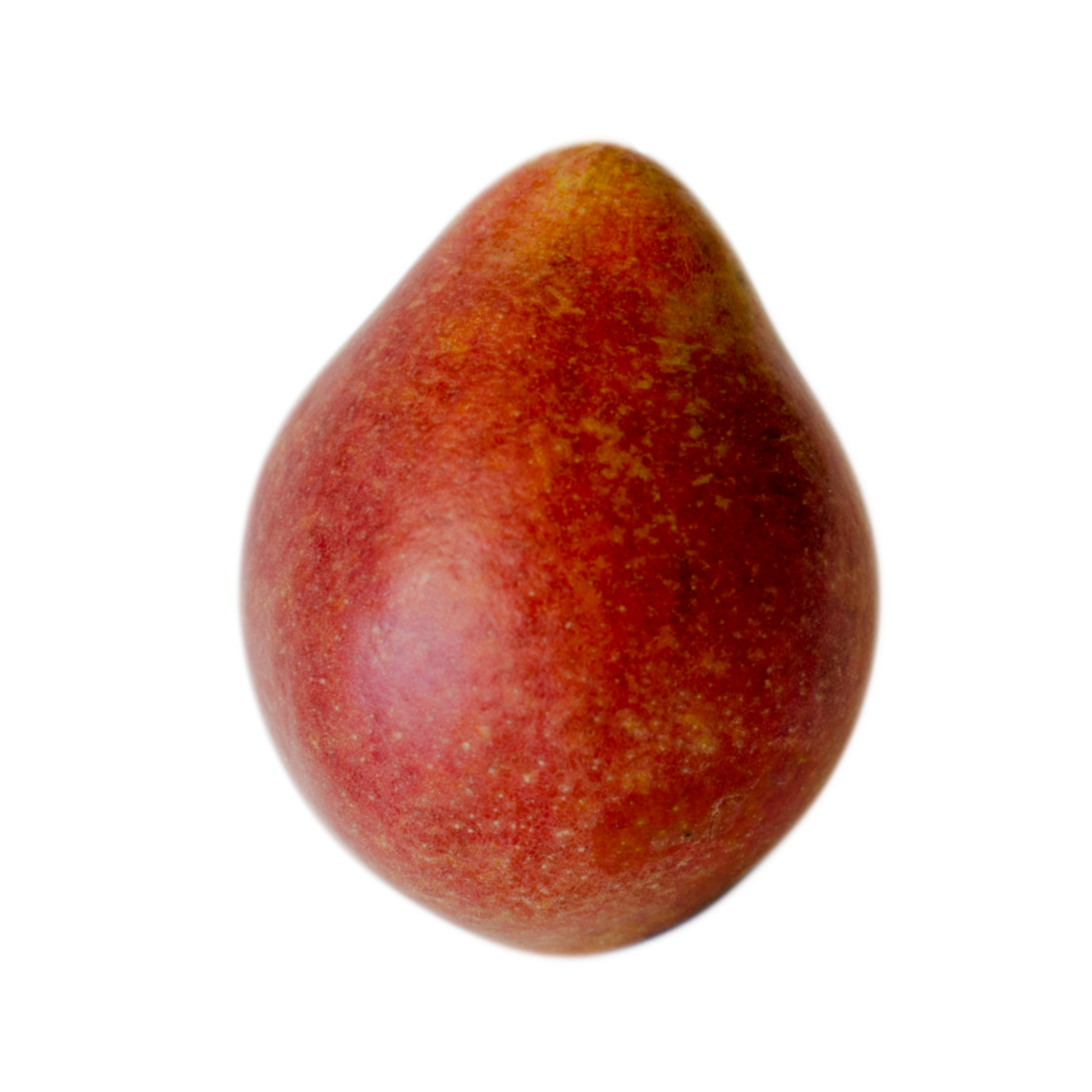 Seckel Pear