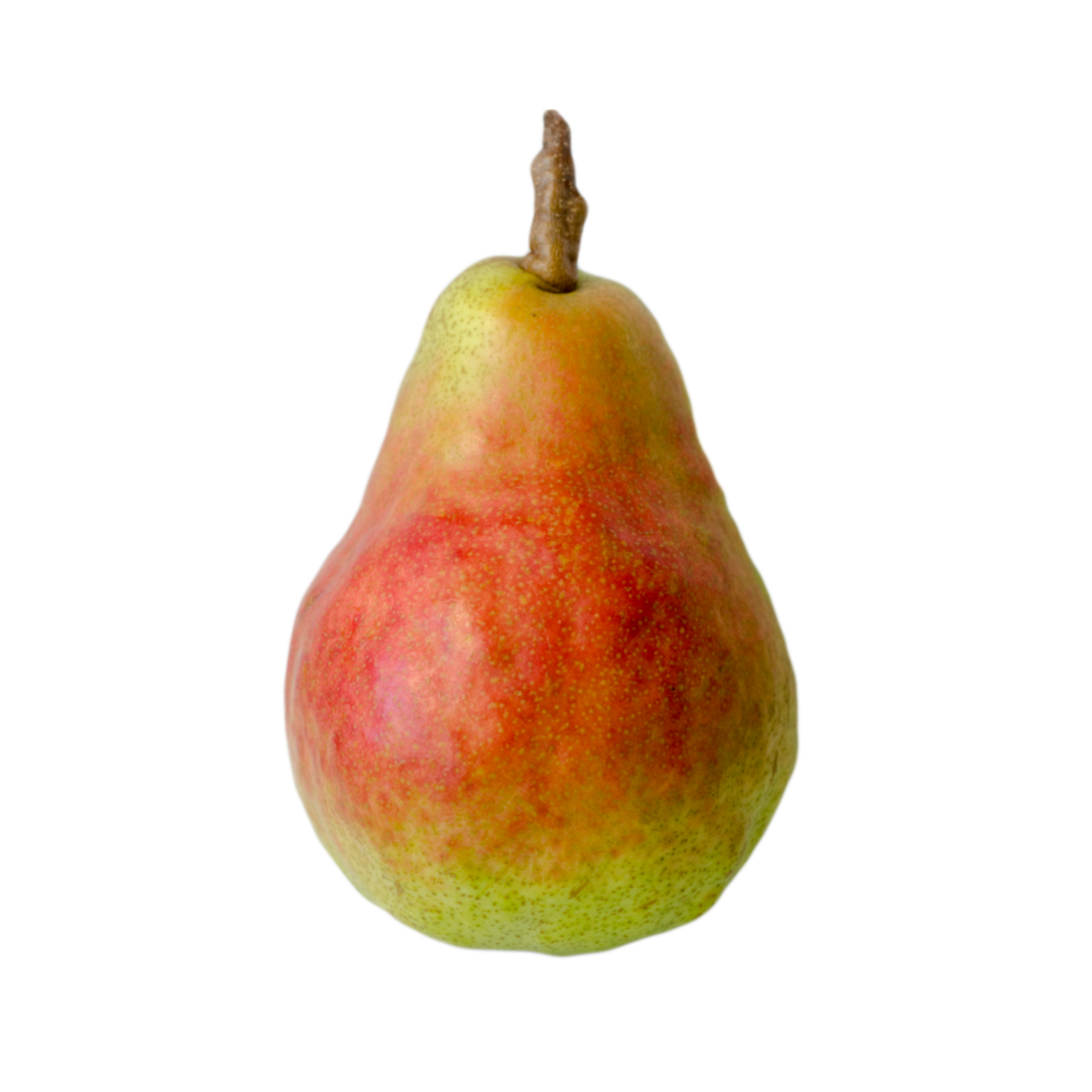 Shenandoah Pear