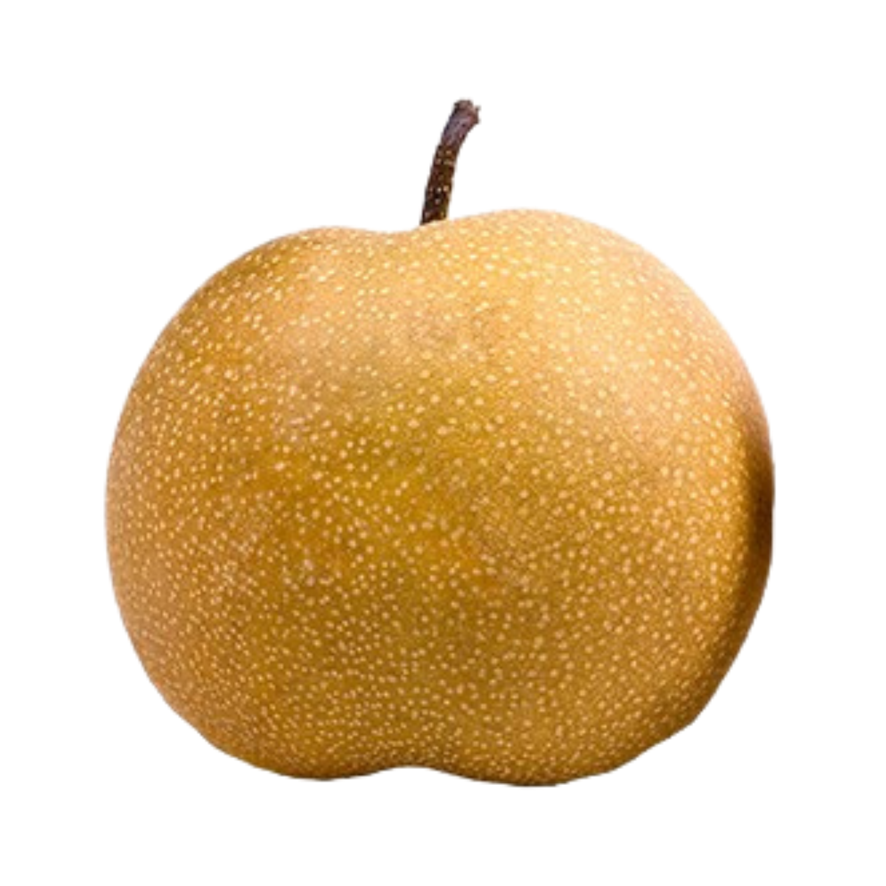 Shinko Asian Pear