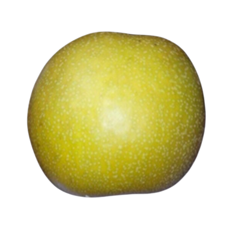 Shinsui Pear