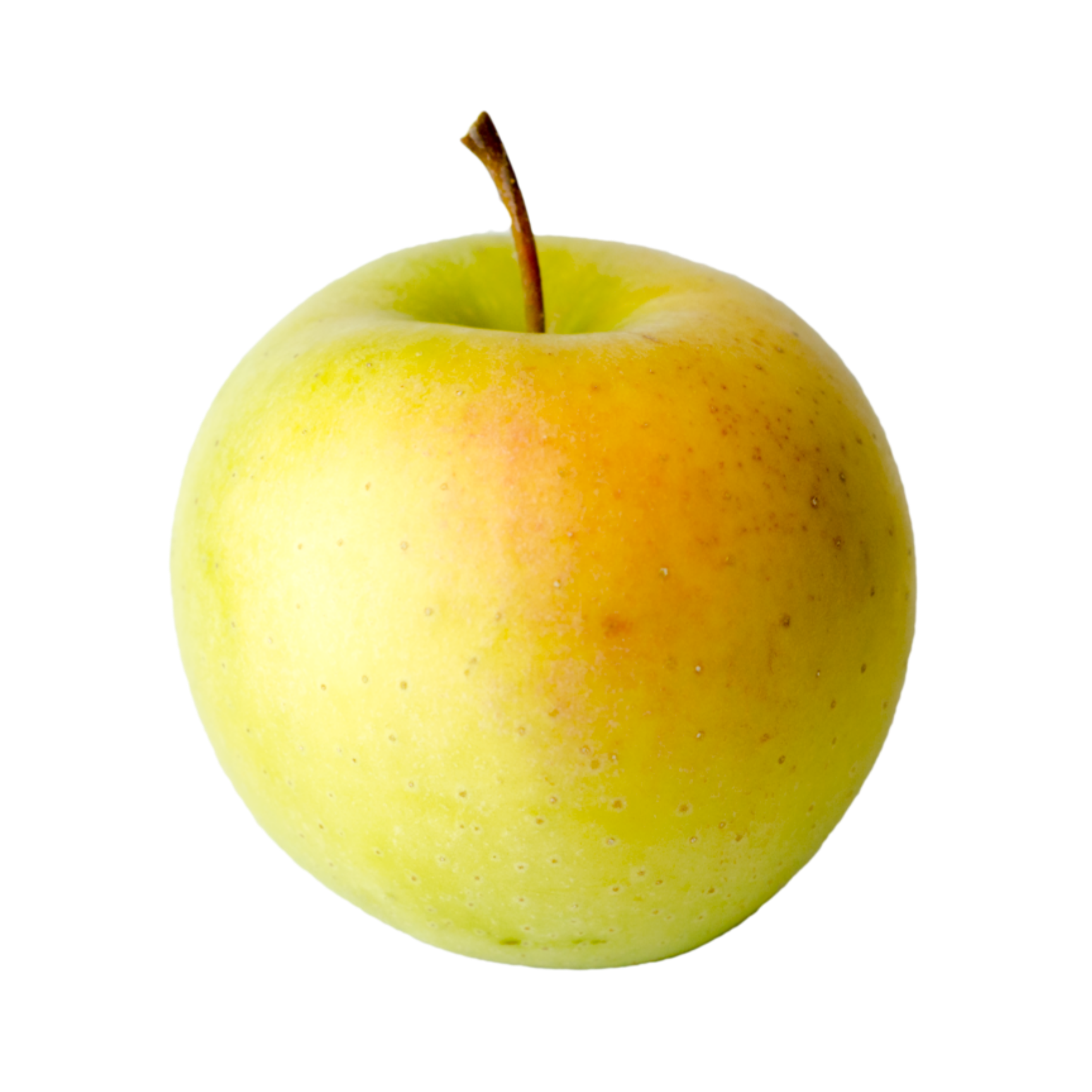 Shizuka | Champlain Orchards