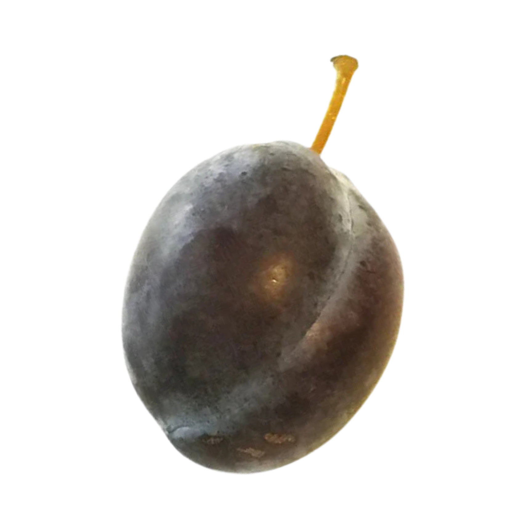 Stanley Plum