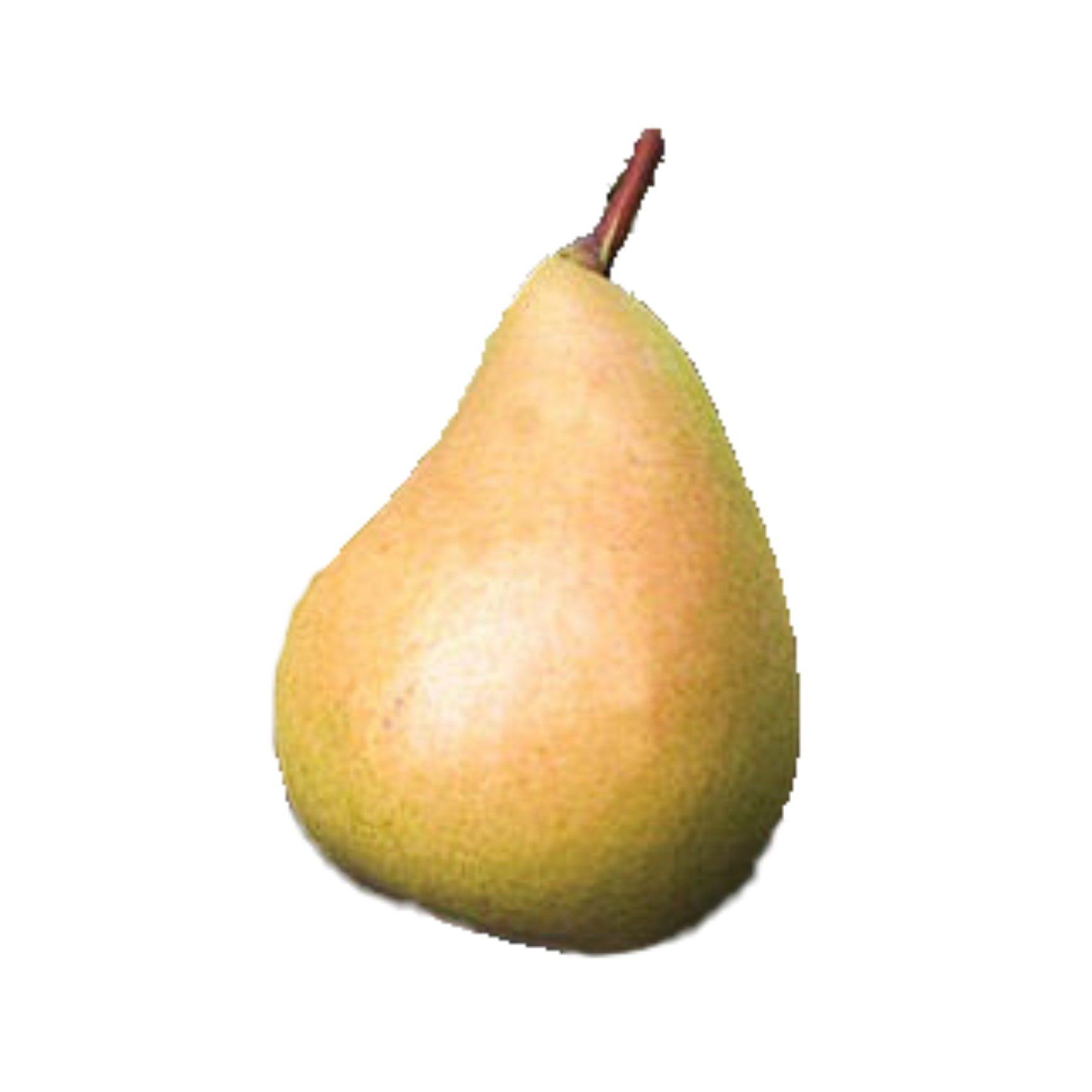 Sunrise Pear