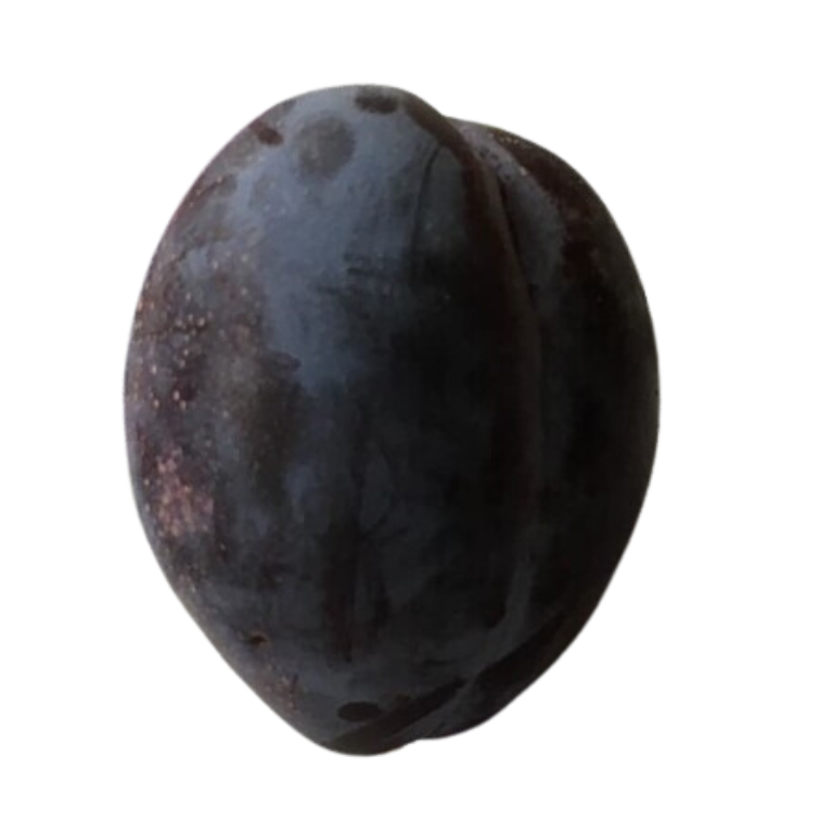 Victory Plum