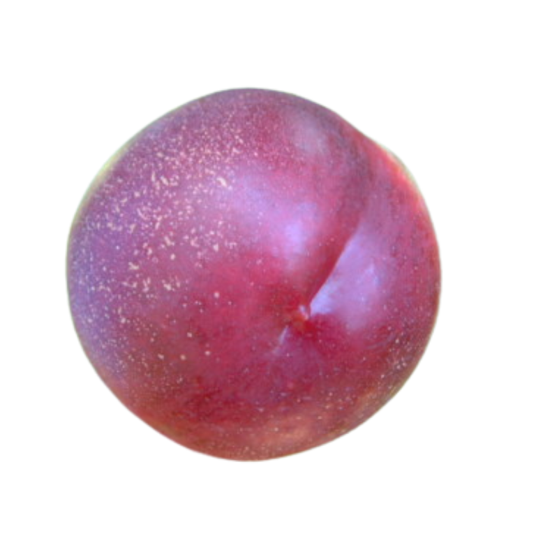Zephyr Nectarine